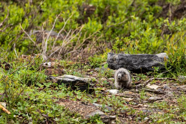 Marmotta Delle Montagne Rocciose Canada — Foto Stock