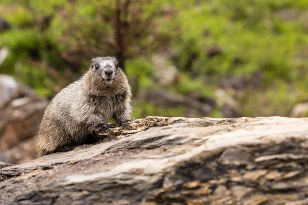Marmot Das Montanhas Rochosas Canadá — Fotografia de Stock