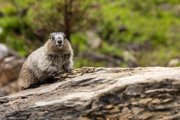 Marmota Las Montañas Rocosas Canadá — Foto de Stock