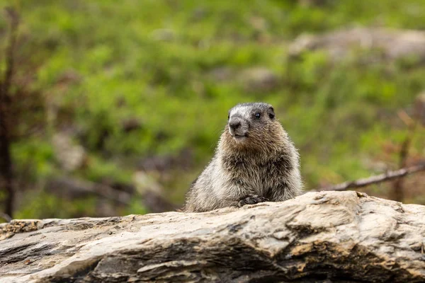 Marmotte Des Rocheuses Canada — Photo