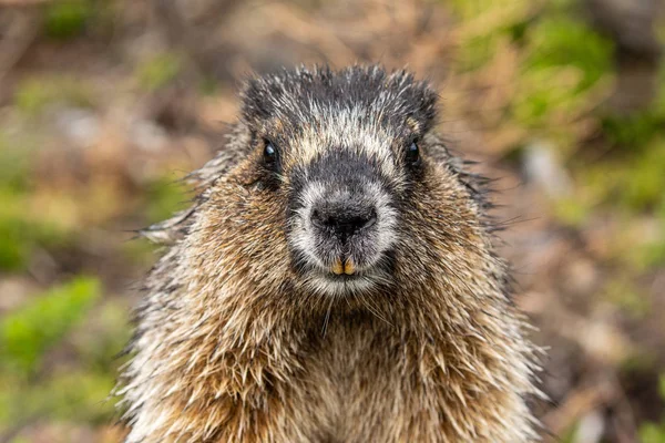 Kanada Rocky Dağları Marmot — Stok fotoğraf