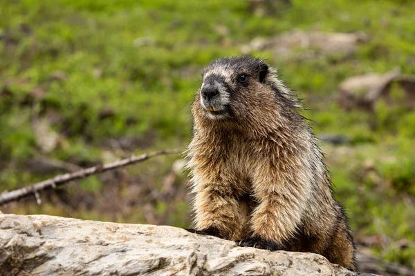 Marmota Las Montañas Rocosas Canadá — Foto de Stock