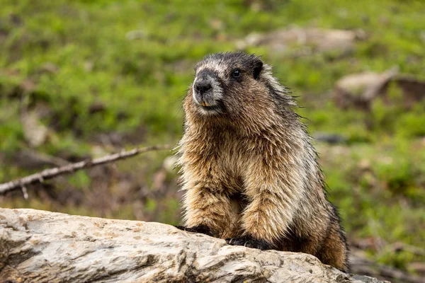 Marmot Rocky Mountains Canada — Stock Photo, Image