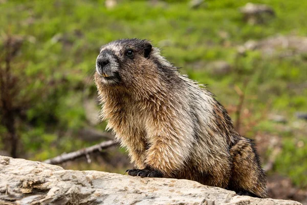 Marmotte Des Rocheuses Canada — Photo