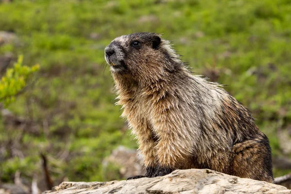 Marmota Las Montañas Rocosas Canadá — Foto de Stock