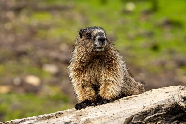 Kanada'da Rocky Dağları Marmot