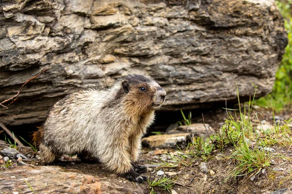 Kanada Rocky Dağları Marmot — Stok fotoğraf