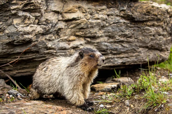 Marmota Las Montañas Rocosas Canadá — Foto de Stock