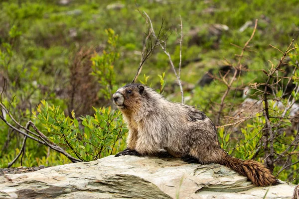 Marmot Klippiga Bergen Kanada — Stockfoto