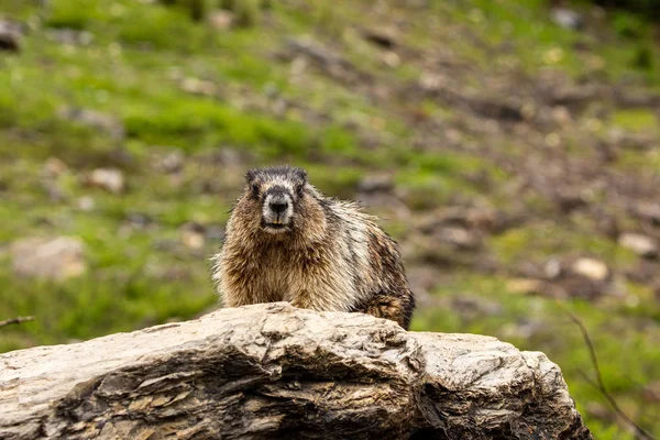 Marmot Dari Rocky Mountains Kanada — Stok Foto