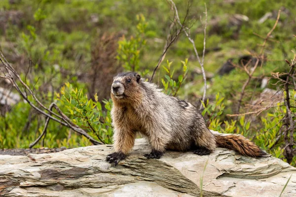 Marmotte Des Rocheuses Canada — Photo