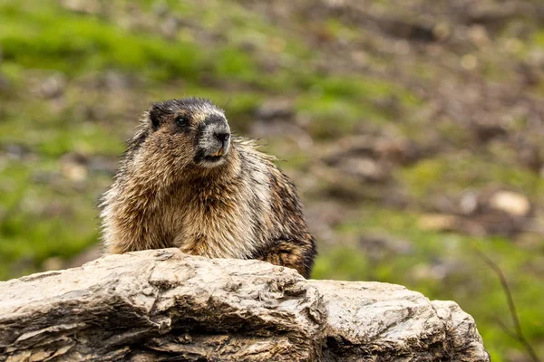Kanada Rocky Dağları Marmot — Stok fotoğraf