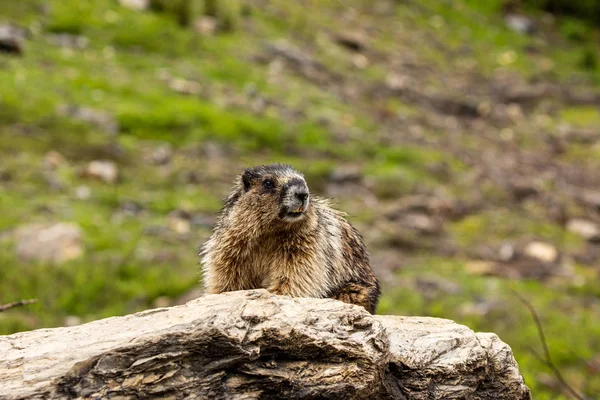 Kanada Rocky Dağları Marmot — Stok fotoğraf