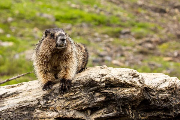 Marmot Fra Rocky Mountains Canada – stockfoto