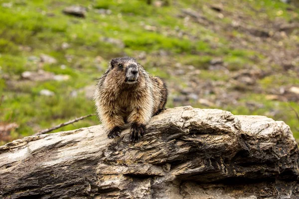 Marmota Las Montañas Rocosas Canadá — Foto de Stock