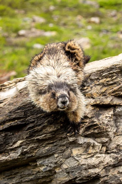 Marmot Dari Rocky Mountains Kanada — Stok Foto