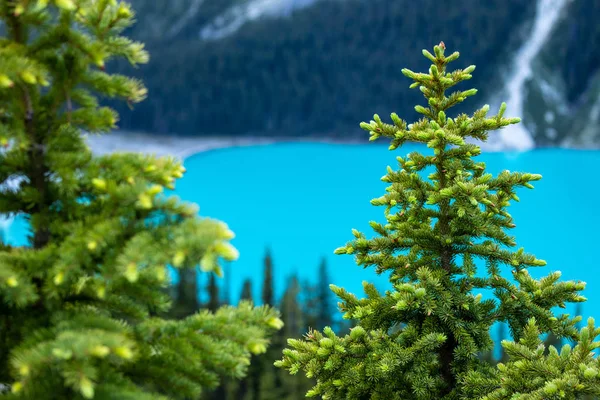 Fargene Ved Lake Peyto Canada – stockfoto