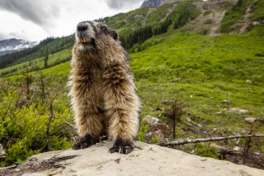Kanada'da Rocky Dağları Marmot