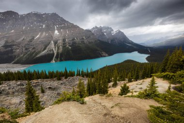 Kanada'daki Banff Ulusal Parkı Peyto Gölü