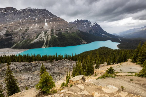 Λίμνη Peyto Του Εθνικού Πάρκου Μπανφ Στον Καναδά — Φωτογραφία Αρχείου