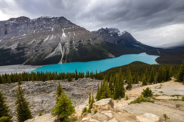 Lake Peyto Des Banff Nationalparks Kanada — Stockfoto