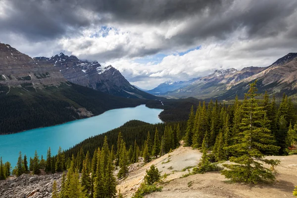 Jezero Peyto Banffském Národním Parku Kanadě — Stock fotografie