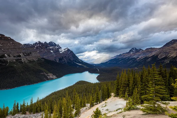 Peyto Banff Nemzeti Park Kanadában — Stock Fotó