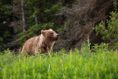 Brown Bear ve Grizzly Bear Meadows üzerinde