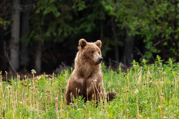 Brown Medve Grizzly Bear Réteken — Stock Fotó