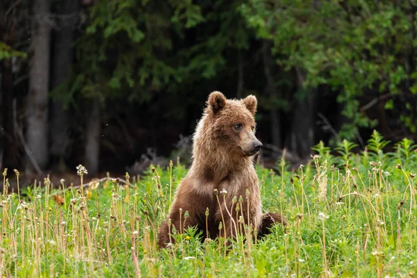 Medvěd Hnědý Medvěd Grizzly Loukách — Stock fotografie