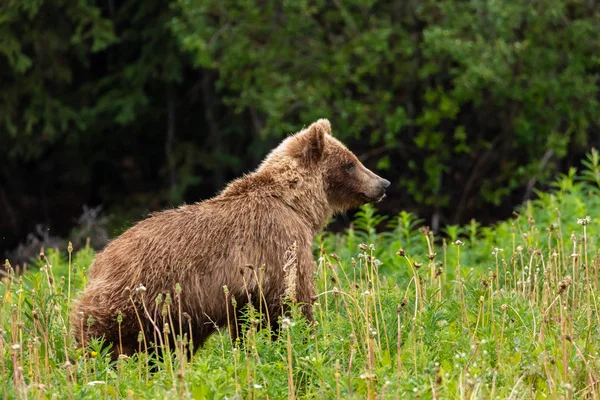 Brown Bear Grizzly Bear Meadows Üzerinde — Stok fotoğraf