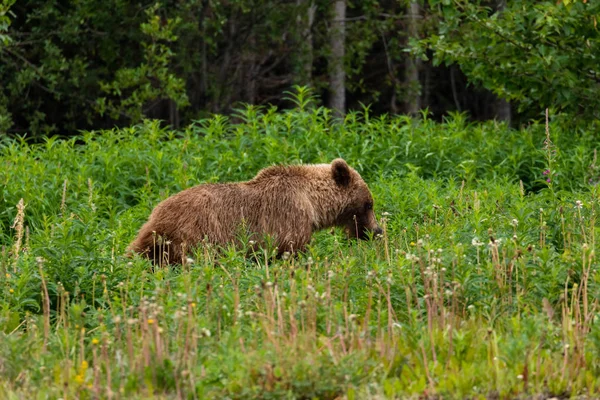 Brown Bear Grizzly Bear Meadows Üzerinde — Stok fotoğraf