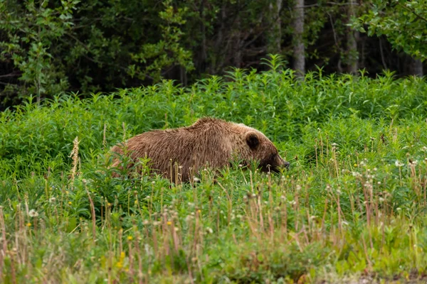 Brunbjörn Och Grizzlybjörn Ängar — Stockfoto