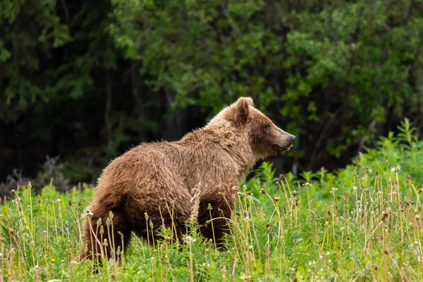 Brown Bear Grizzly Bear Meadows Üzerinde — Stok fotoğraf