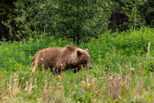 Brunbjörn Och Grizzlybjörn Ängar — Stockfoto