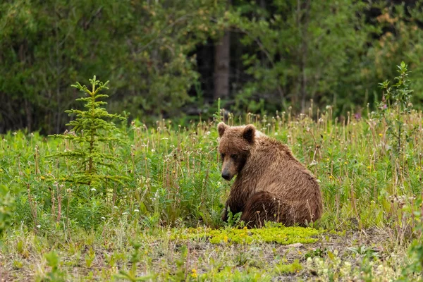 Braunbär Und Grizzlybär Auf Wiesen — Stockfoto