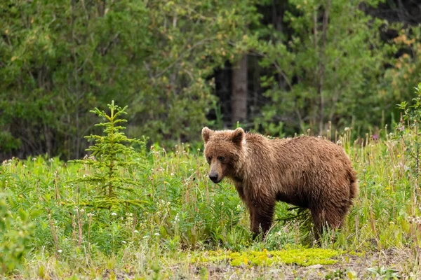 Brown Bear Grizzly Bear Meadows Üzerinde — Stok fotoğraf