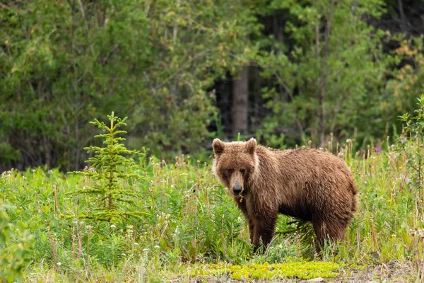 棕色熊和灰熊在草地上 — 图库照片
