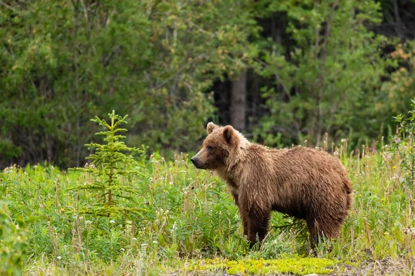 Brown Bear Grizzly Bear Meadows Üzerinde — Stok fotoğraf