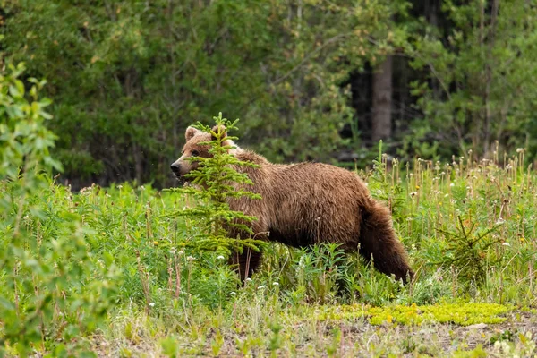 Brown Bear Grizzly Bear Meadows — Stock Photo, Image