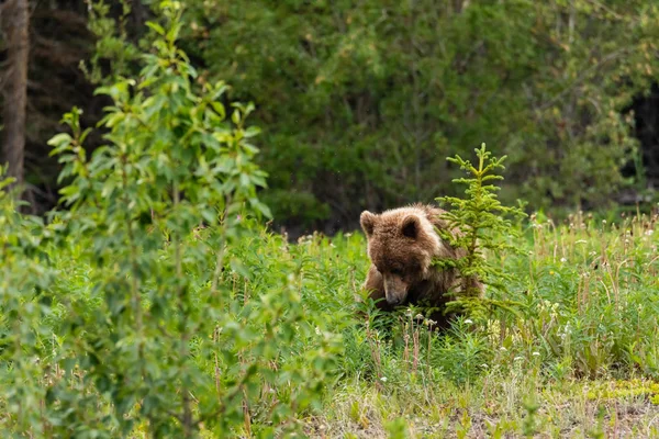 Orso Bruno Orso Grizzly Sui Prati — Foto Stock