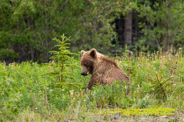 Niedźwiedź Brunatny Niedźwiedź Grizzly Łąkach — Zdjęcie stockowe