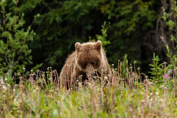 Braunbär Und Grizzlybär Auf Wiesen — Stockfoto
