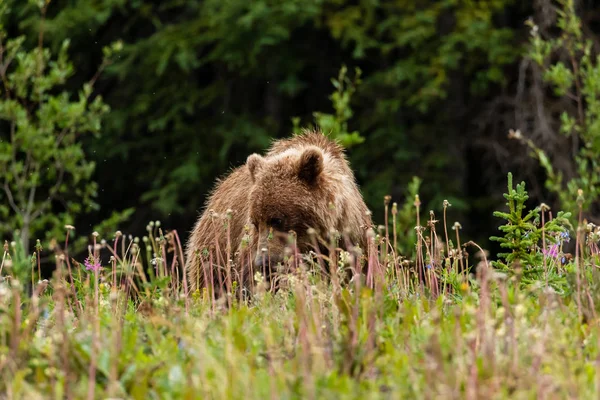 Brown Bear Grizzly Bear Meadows Üzerinde — Stok fotoğraf
