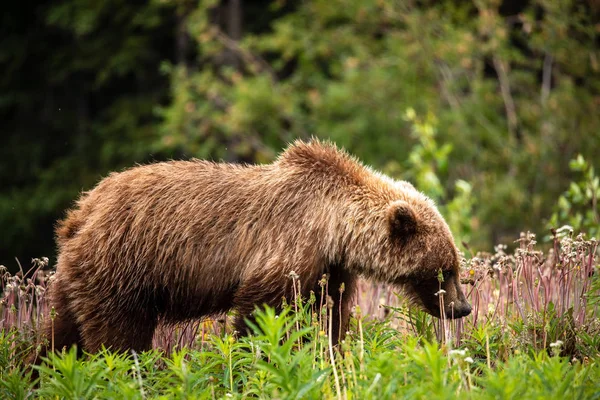 Brown Bear Grizzly Bear Meadows Üzerinde — Stok fotoğraf