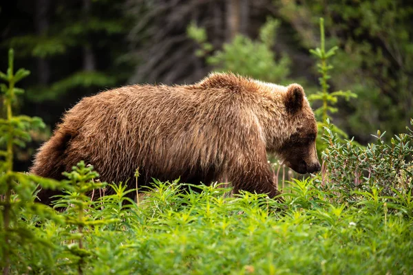 Niedźwiedź Brunatny Niedźwiedź Grizzly Łąkach — Zdjęcie stockowe