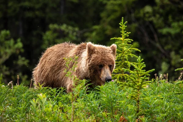 Brown Bear Grizzly Bear Meadows — Stock Photo, Image