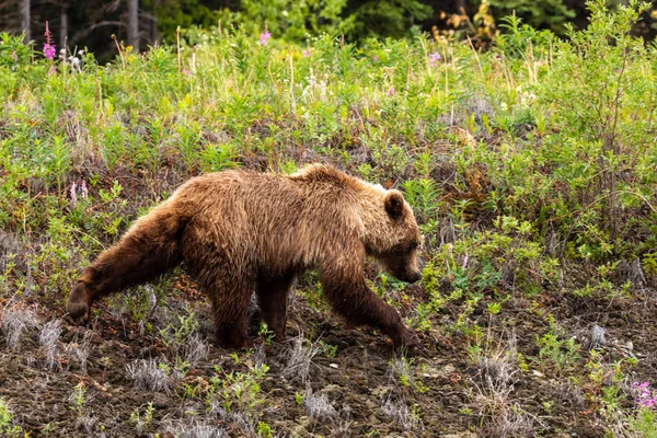 Oso Marrón Oso Pardo Prados — Foto de Stock