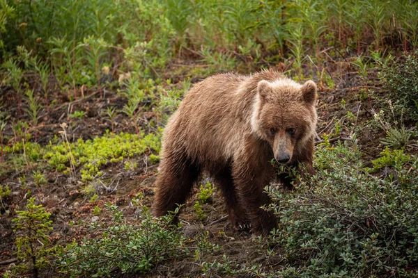 Коричневый Медведь Медведь Гризли Лугах — стоковое фото