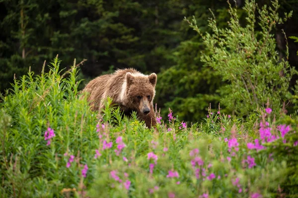 Brown Bear Grizzly Bear Meadows — Stock Photo, Image
